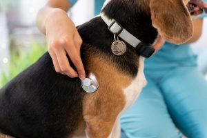 medico-veterinario-avaliando-cachorro