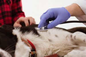 veterinario-examinando-cachorro-estetoscopio