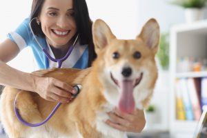 veterinario usando ausculta no cachorro