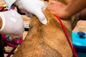 veterinario-anestesiando-cachorro